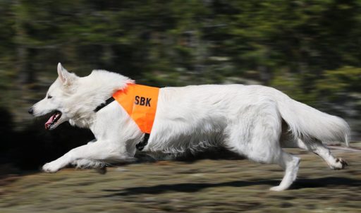 Vit herdehund uppletande. Foto: Gunilla Andersson