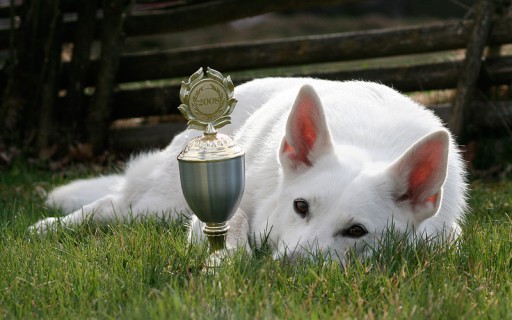 Asta VHK Bruks 2008