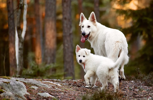 Vit herdehund tik med valp