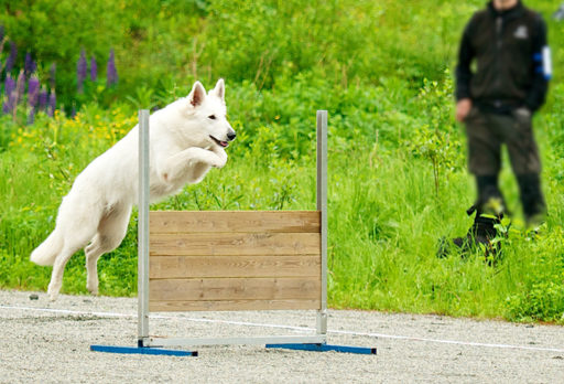 Vit herdehund lydnad. Foto: John-Arne Pettersen