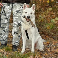 Årets viltspårhund 2010