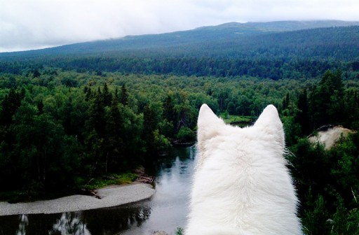 Taurus vit herdehund